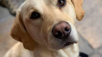 A close-up of a light-colored dog with a black collar sitting on a tiled floor.