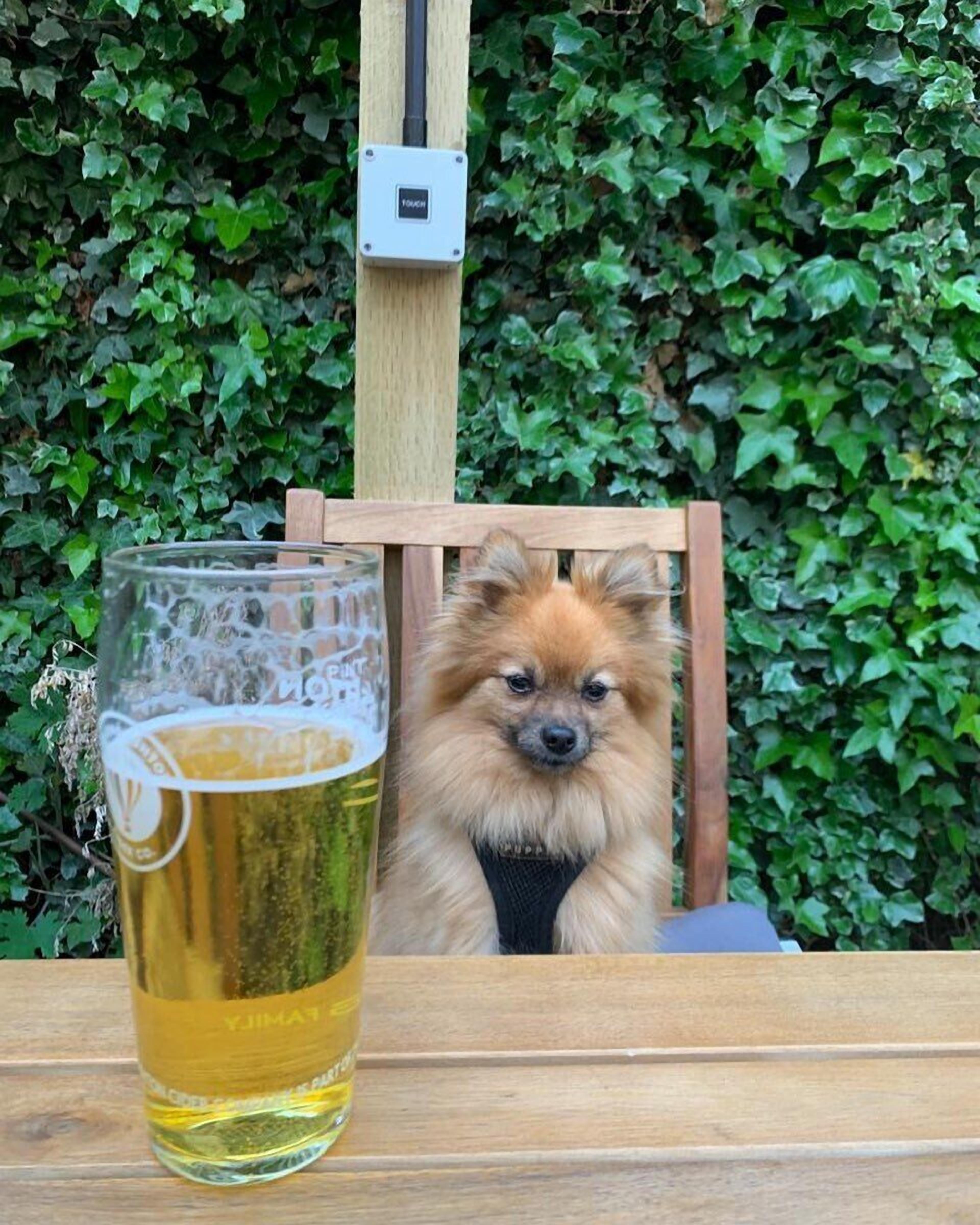 A small dog sitting at a wooden table with a glass of beer.
