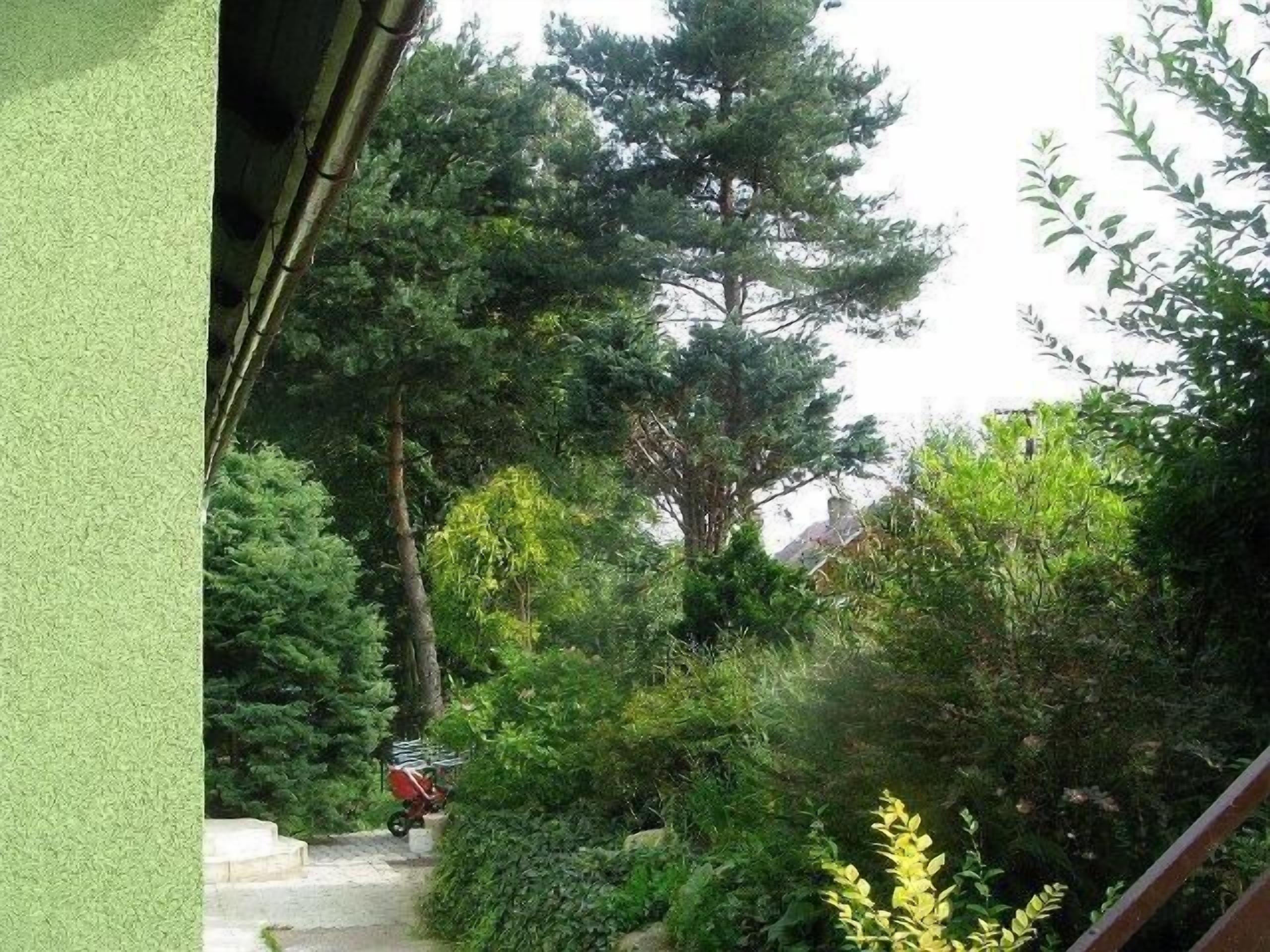A garden with a variety of trees and shrubs, a concrete path, and a red object on the ground.