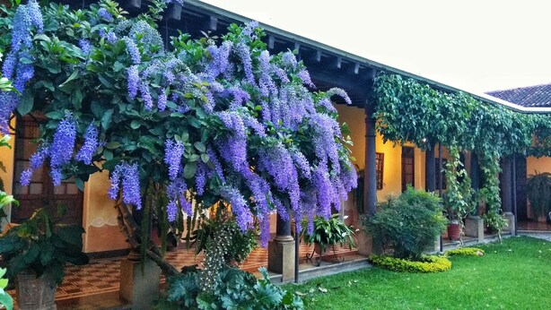 Un edificio con un patio cubierto, un jardín con diversas plantas y una enredadera con flores moradas.