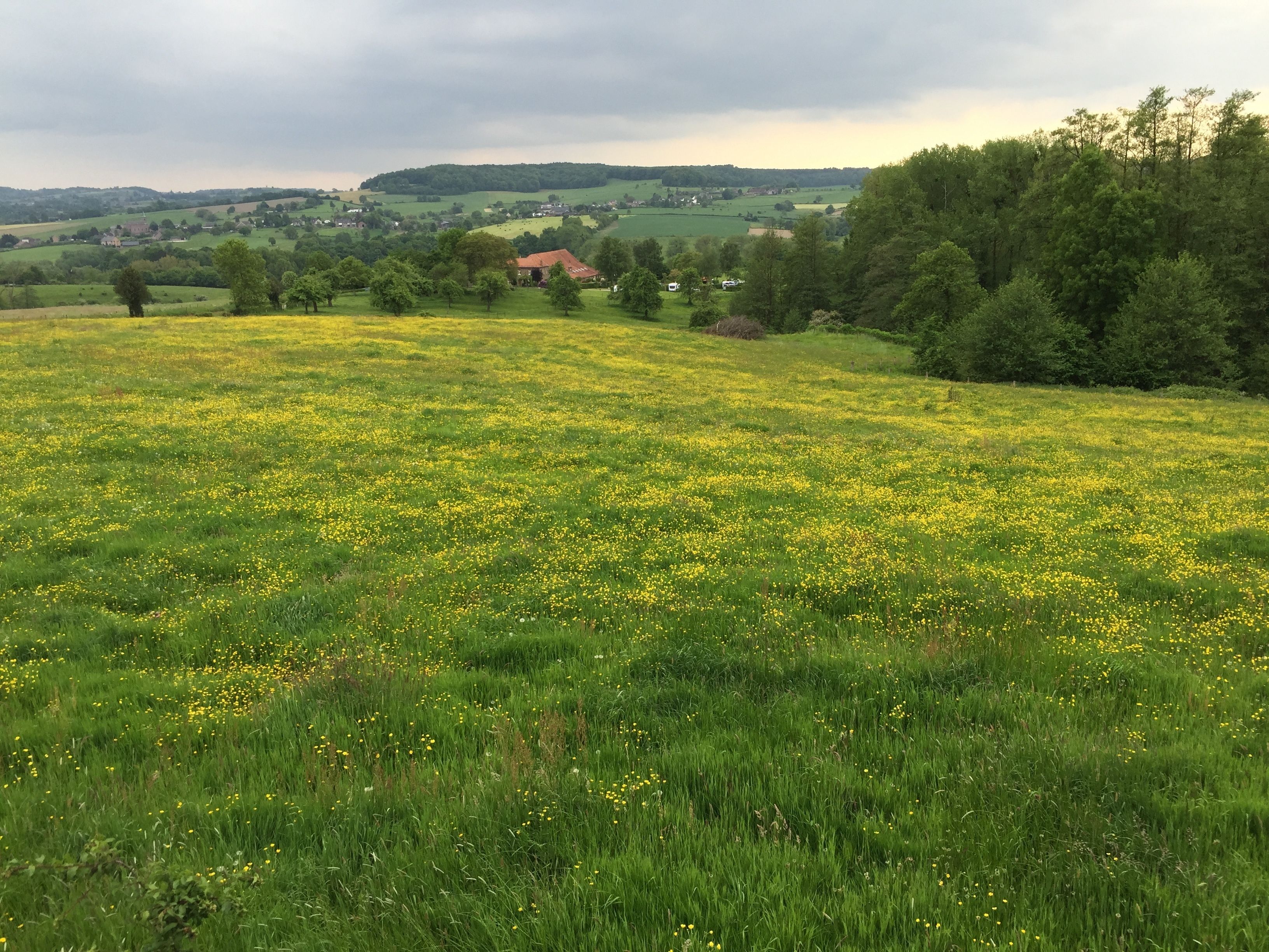 Ländliche Landschaft mit einem Feld gelber Blumen, sanften Hügeln und vereinzelten Bäumen.