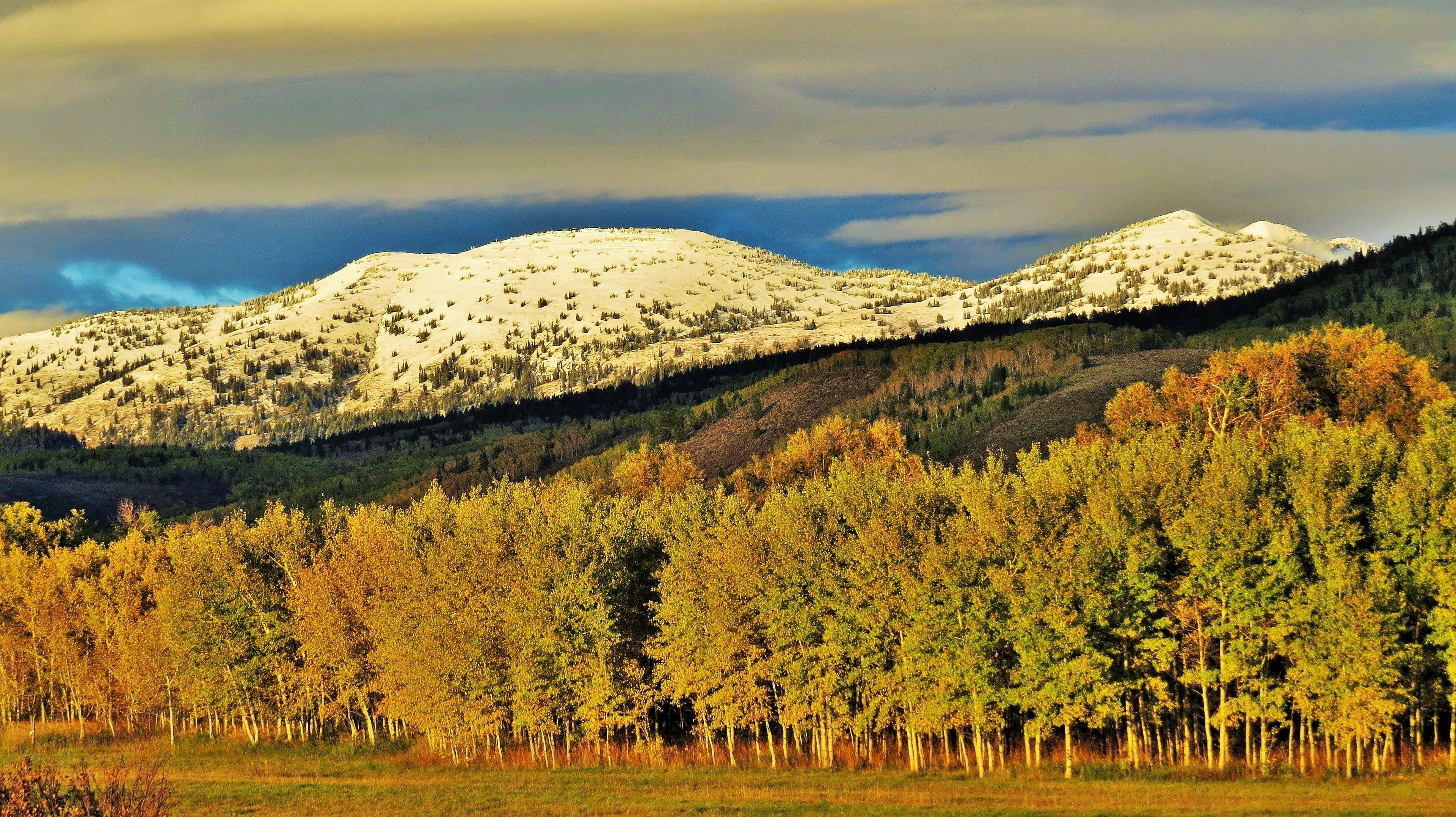 A mountainous landscape with a forested foreground and snow-capped peaks in the background.