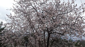 花园