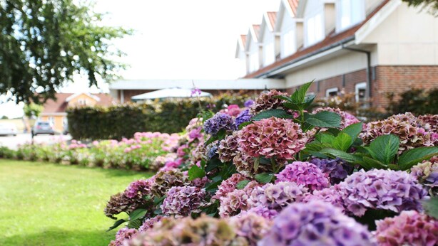 Un jardín con flores de hortensia frente a un edificio de fachada de ladrillo y detalles blancos.