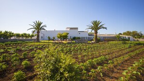 Un edificio grande de color blanco con techo de tejas, rodeado de un jardín bien cuidado con hileras de plantas y palmeras.