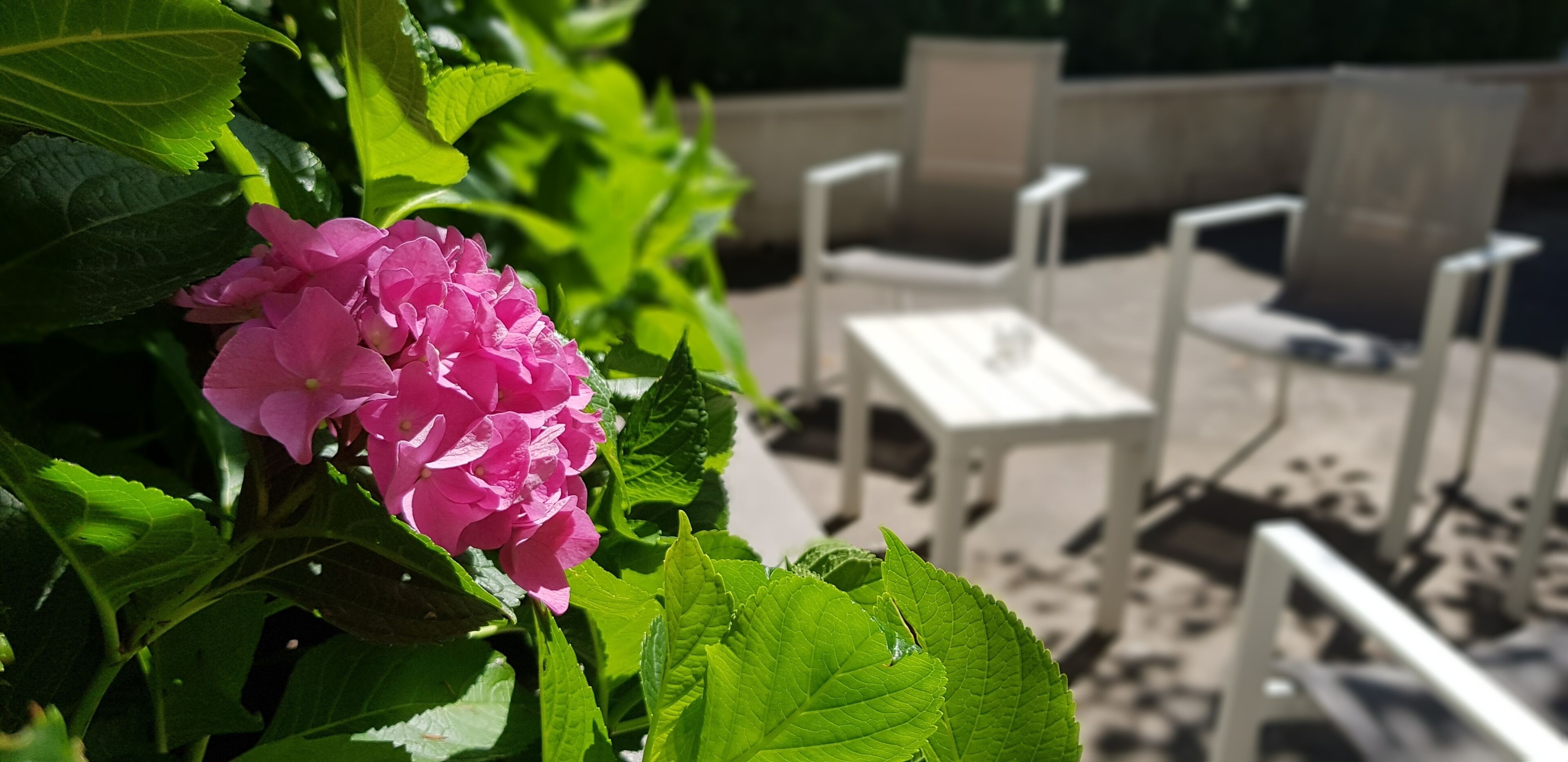 A patio area with white plastic chairs and a small table, surrounded by green foliage and pink flowers.