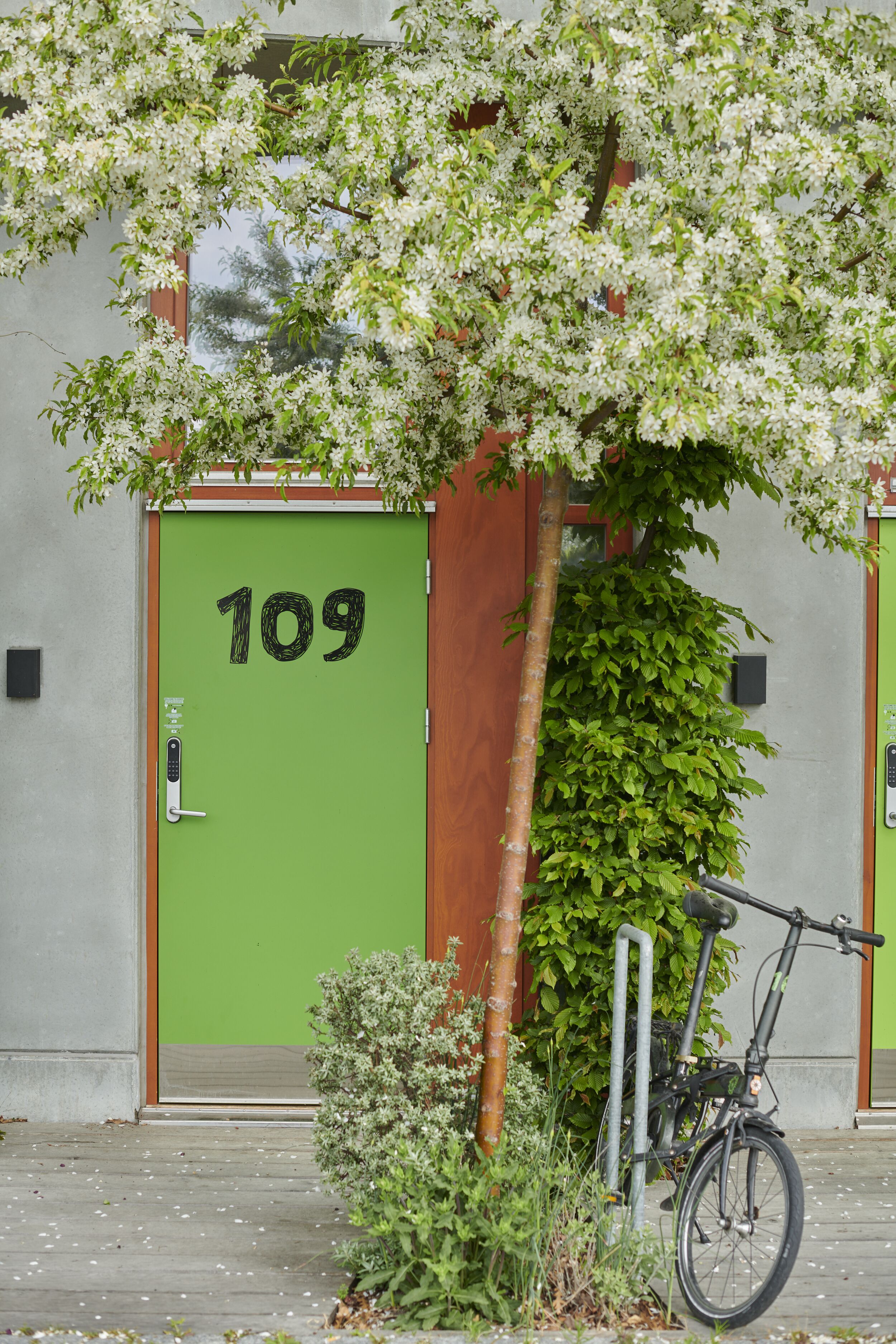 Una puerta verde con el número 109, una bicicleta estacionada afuera y un árbol adelante.