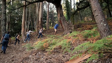 Un grupo de personas haciendo senderismo en una zona boscosa con árboles altos y helechos.