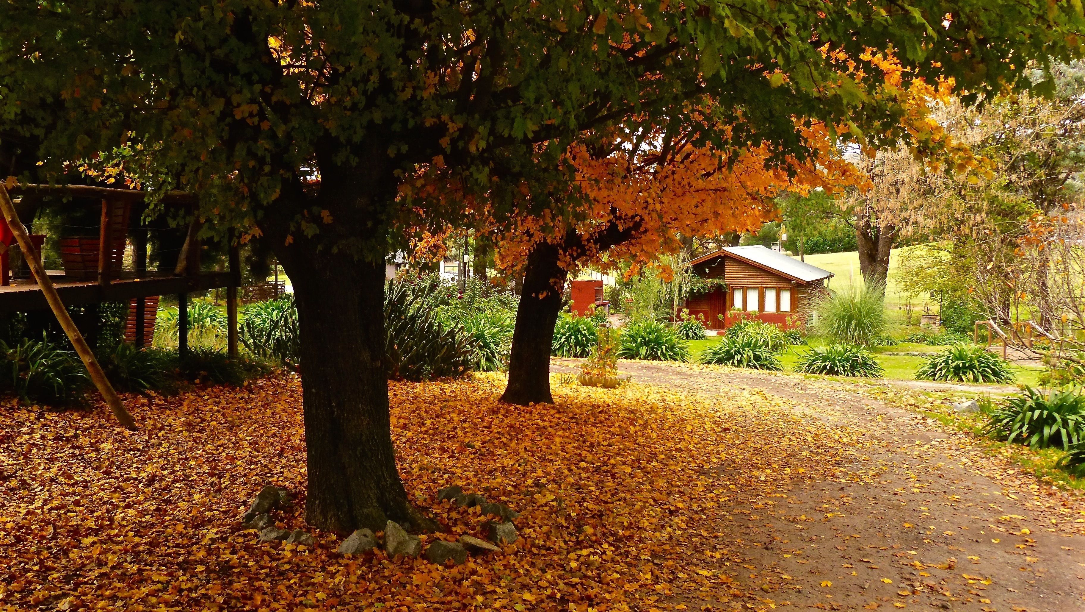 A rustic cabin surrounded by trees with autumn leaves on the ground.