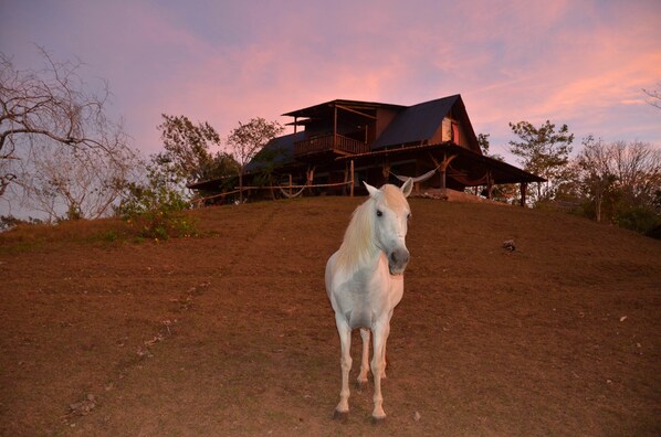 Exterior detail - Blue Zone at Casa Bellavista (Cóbano)