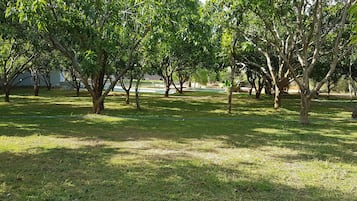 Taman