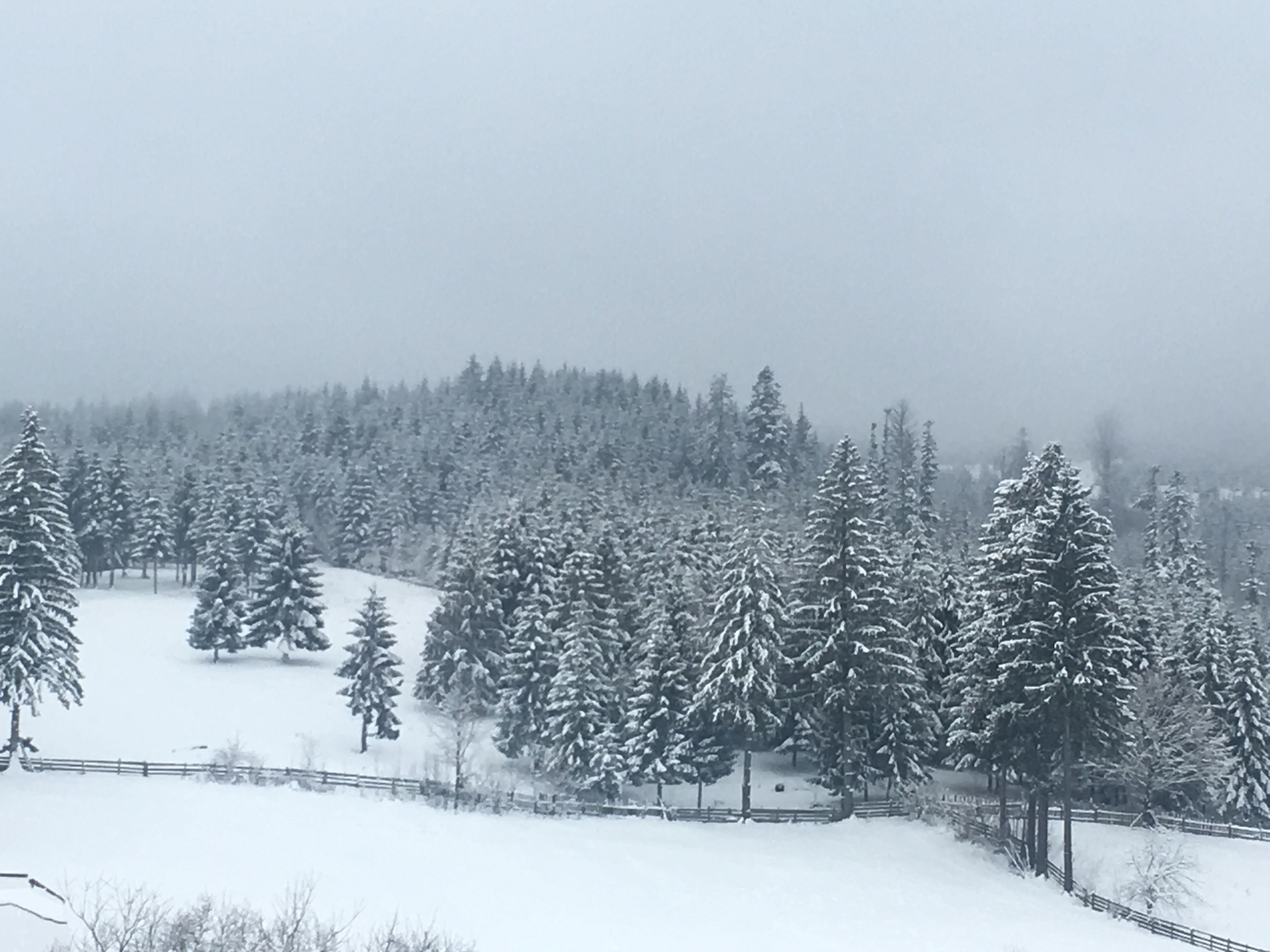 Un paisaje nevado con un bosque denso y una valla en primer plano.