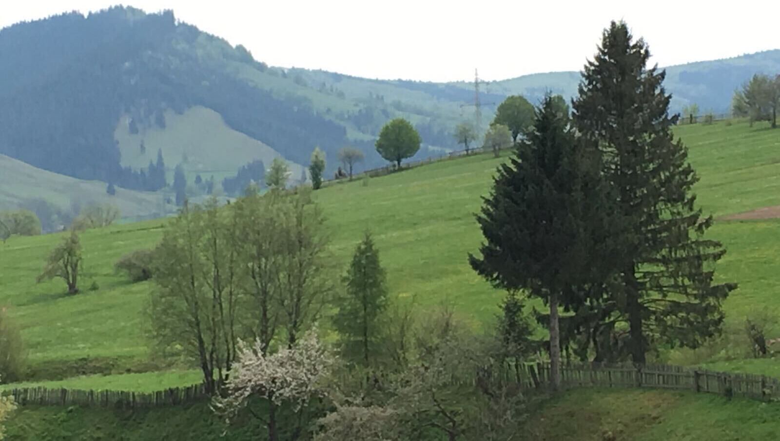 Un paysage rural caractérisé par des collines douces, une grande variété d’arbres et une ligne électrique dont le pylône se trouve au loin.