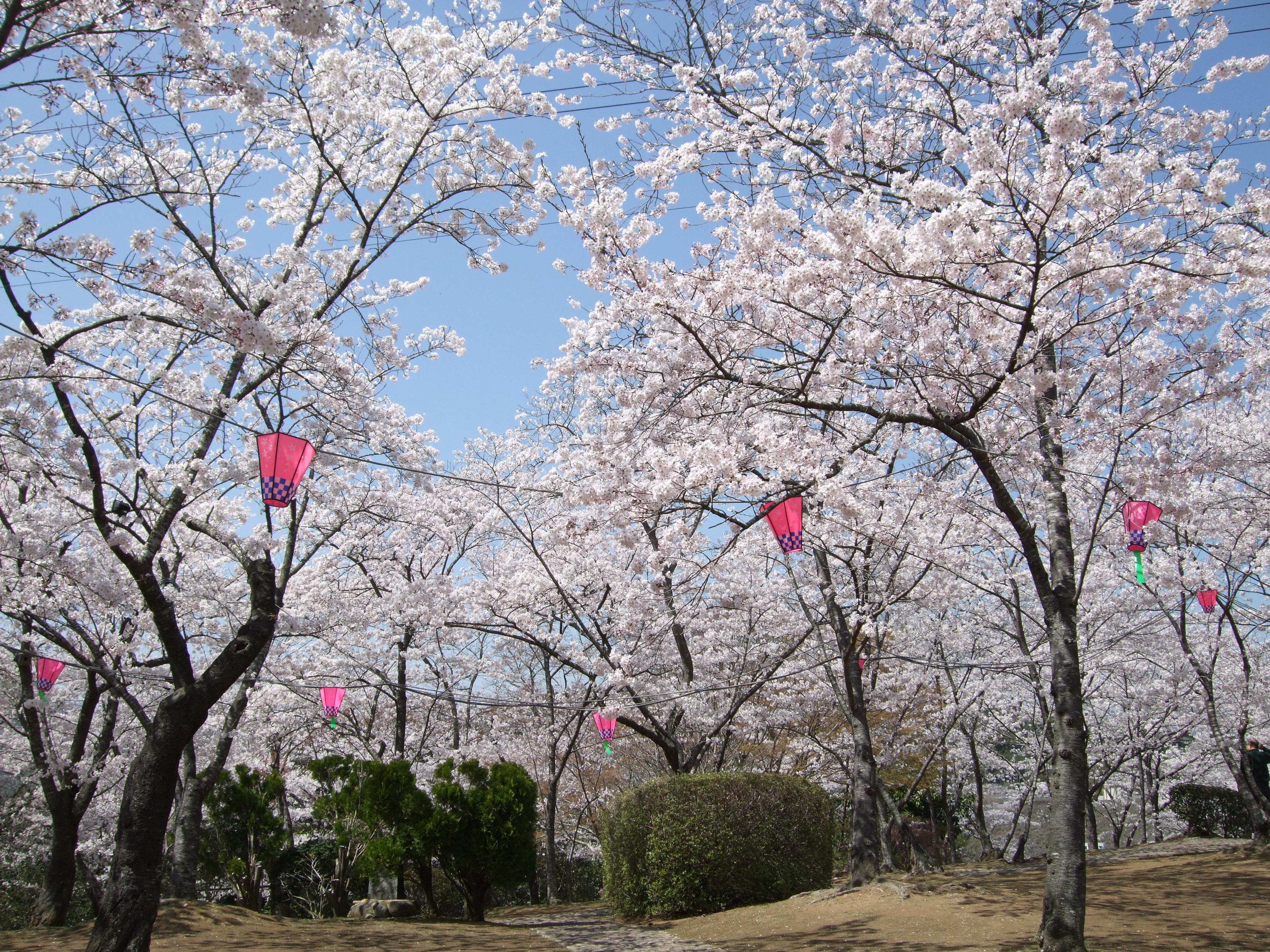 A park with cherry blossom trees and hanging kites.