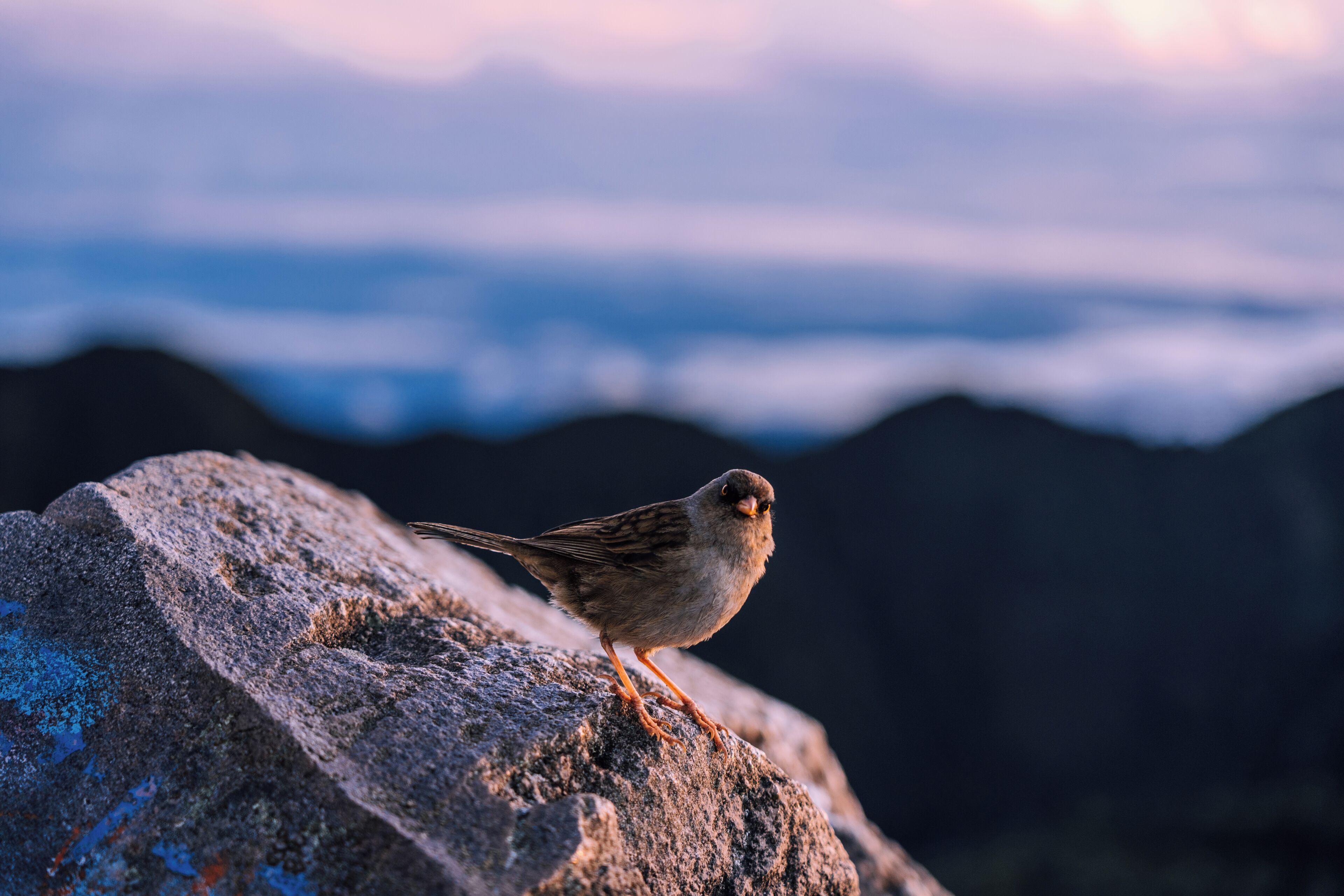 Photo - Bambuda Castle