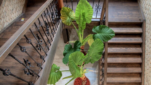 Una escalera con escalones de madera y barandillas de metal, una planta en maceta de hojas grandes y un letrero con texto.