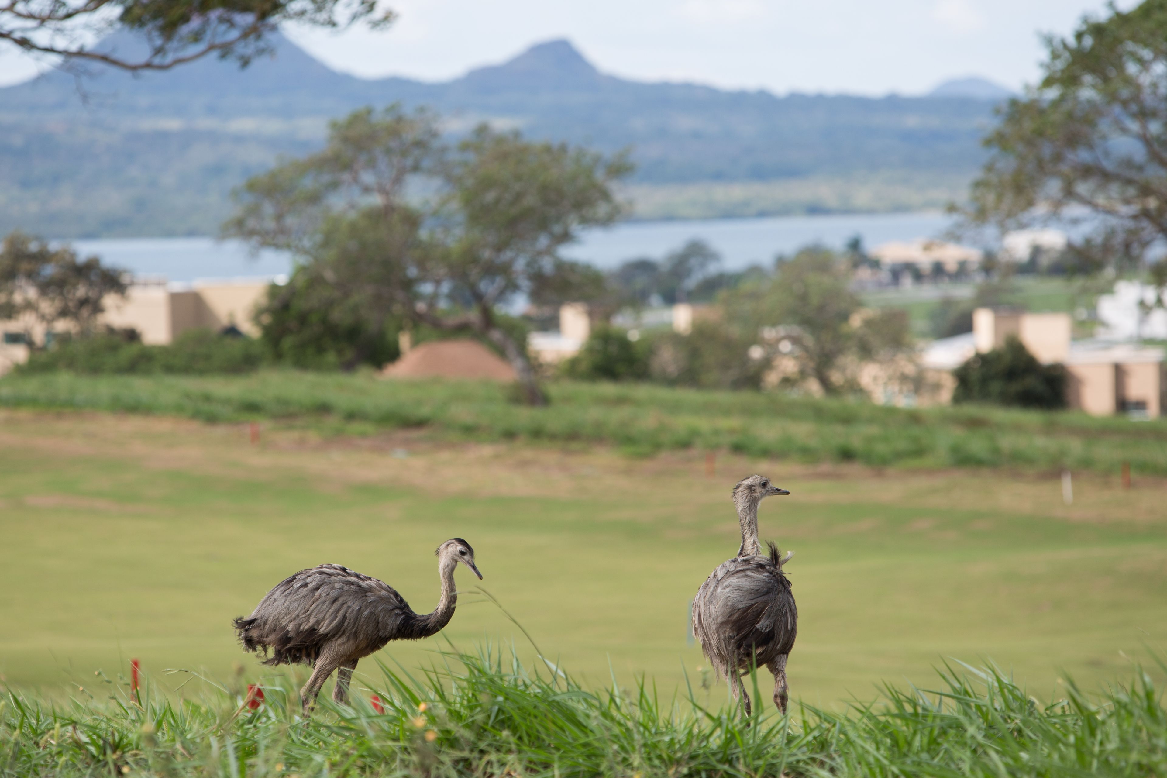 Two ostriches in a grassy field with a lake and mountains in the background.