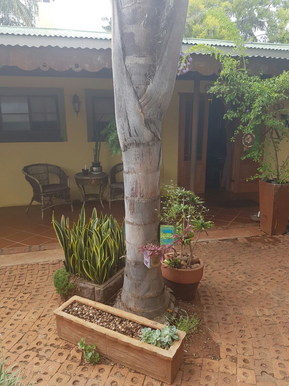 Een binnenplaats met een grote boom, planten in potten en buitenmeubilair.