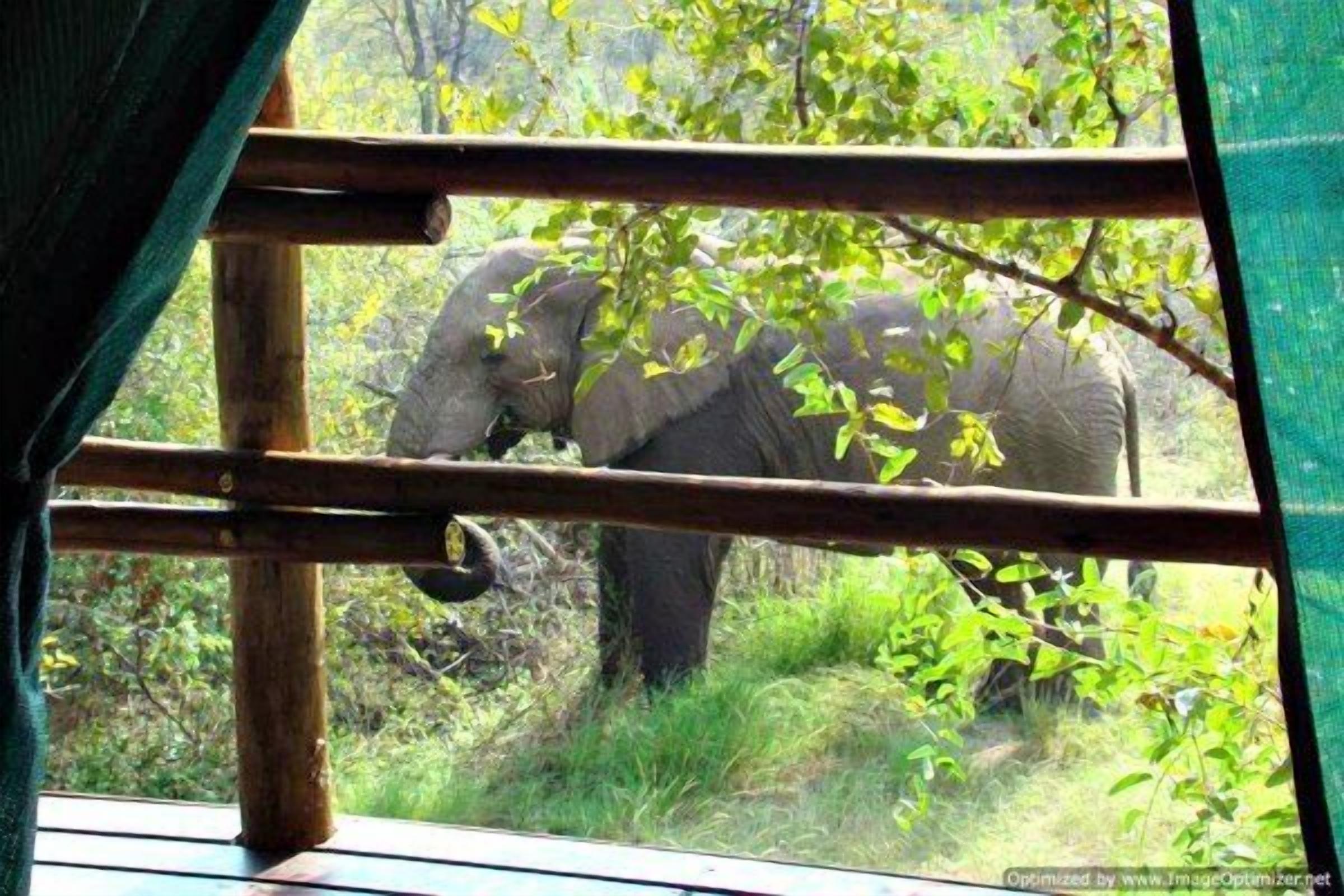 ラグジュアリー テント 1 ベッドルーム | テラス / パティオ