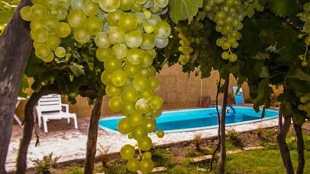 A vineyard with grape clusters hanging from the vines, a pool, and a white chair in the background.