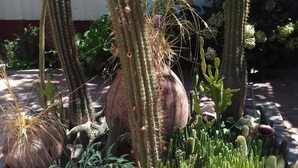 A cactus garden with various types of cacti and succulents, a decorative wall with a geometric design, and a brick border.