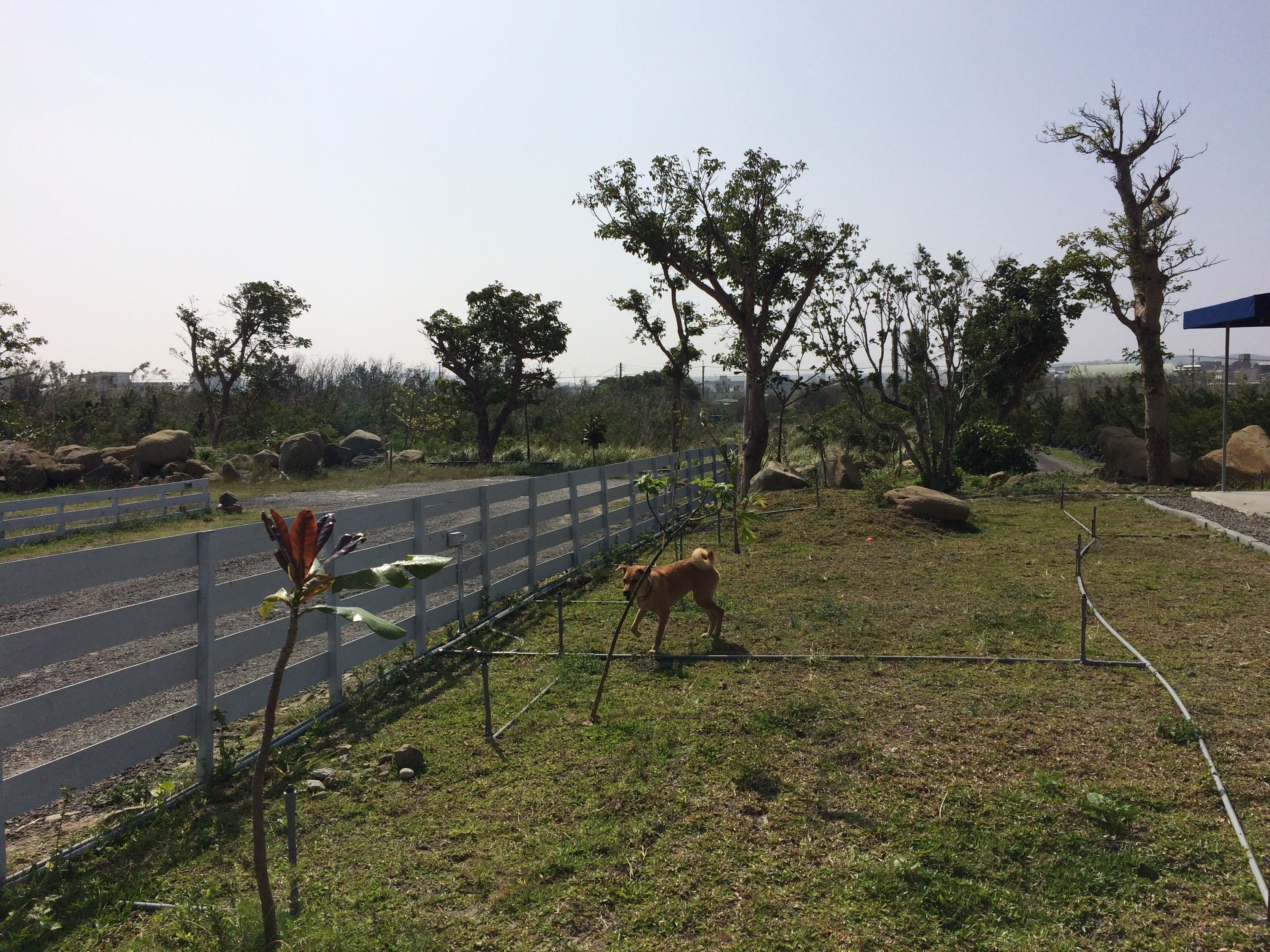 Un área exterior cercada con un sendero pavimentado, árboles y un perro.