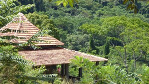 A traditional building with a tiled roof, surrounded by dense greenery and trees. - Kurulu Estate (Rakwana)