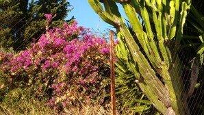 A large cactus plant with a dense cluster of green stems, surrounded by a chain-link fence and flowering shrubs. - Zaiera Resort Club (Solarino)