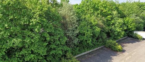 A parking lot adjacent to a dense hedge.