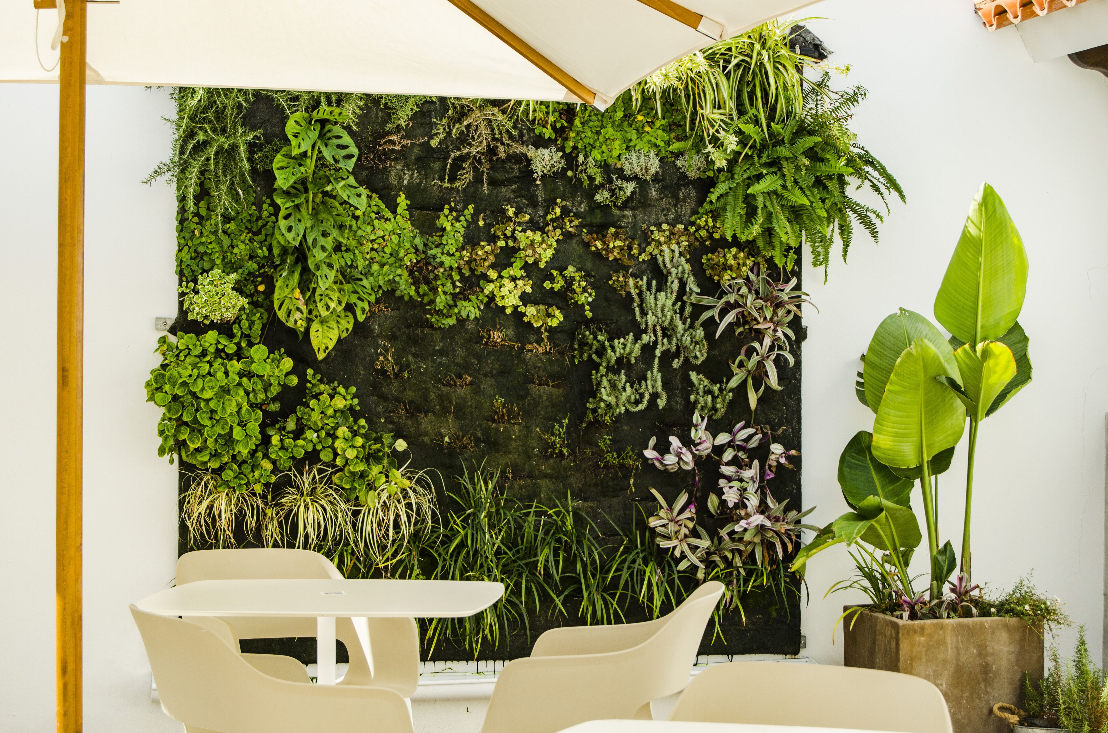 A modern indoor space with a vertical garden wall, white furniture, and a large potted plant.