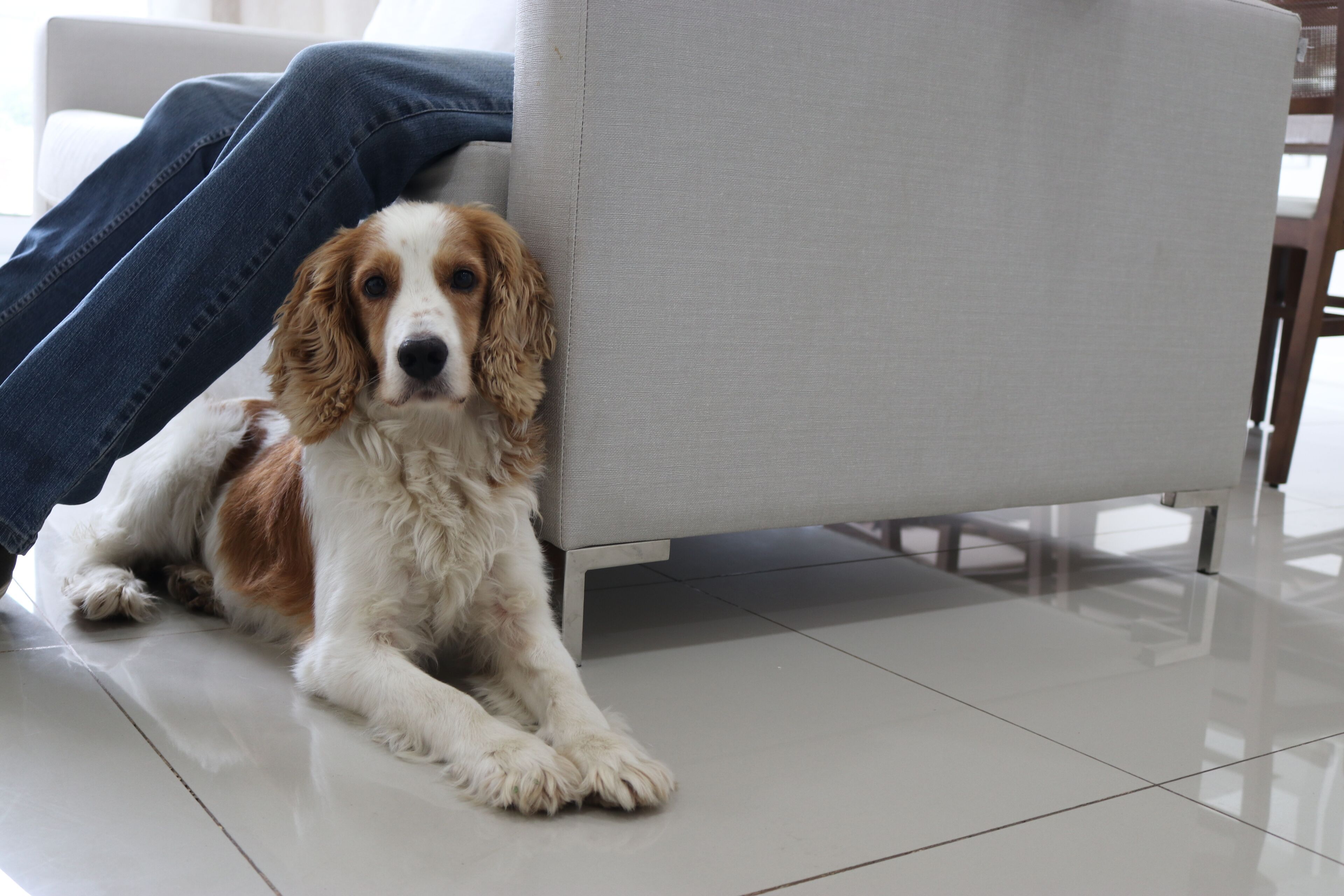 Een hond ligt op een betegelde vloer naast een bank.