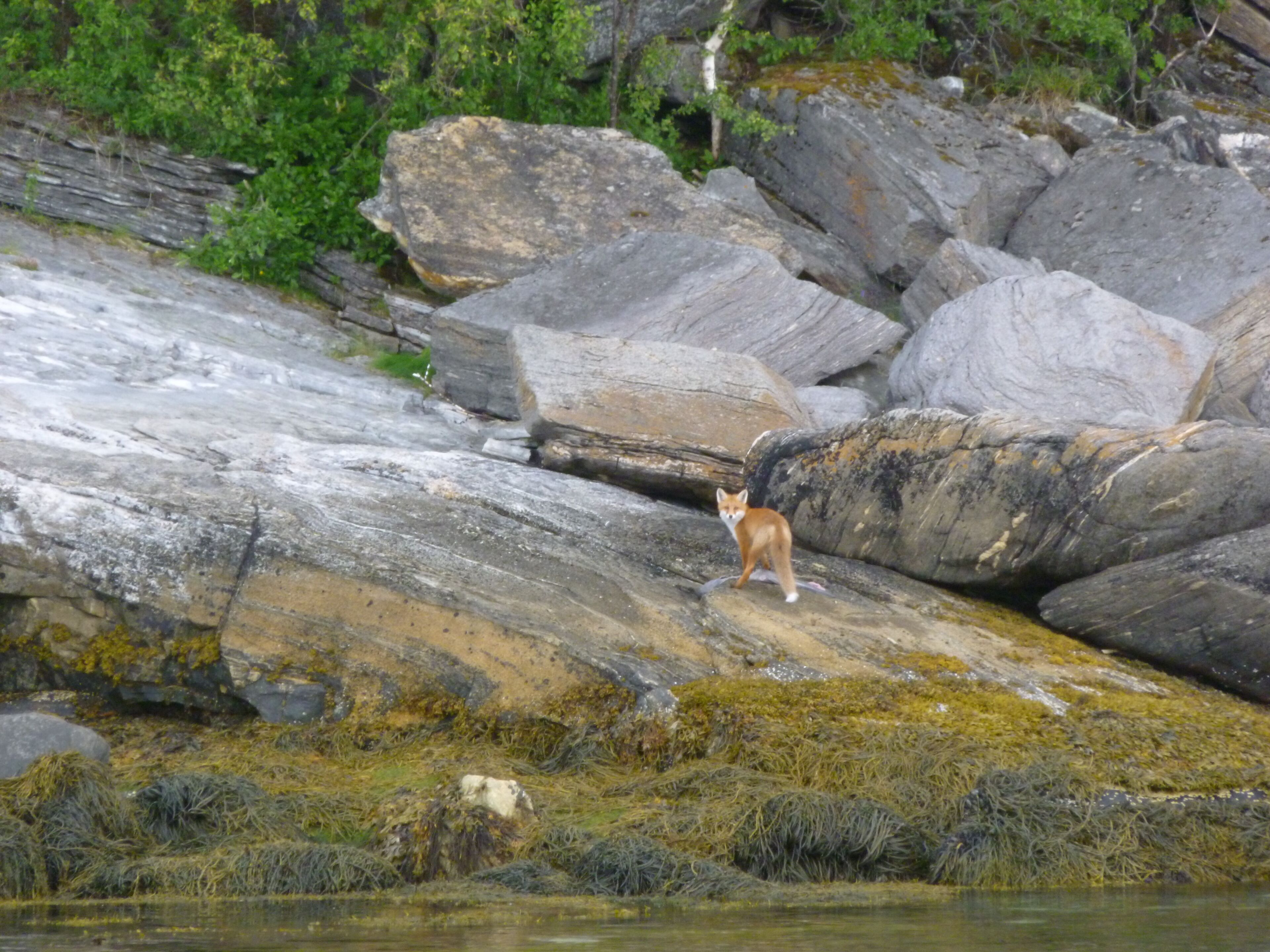 En räv på en stenstrand med stora stenblock och gles vegetation.