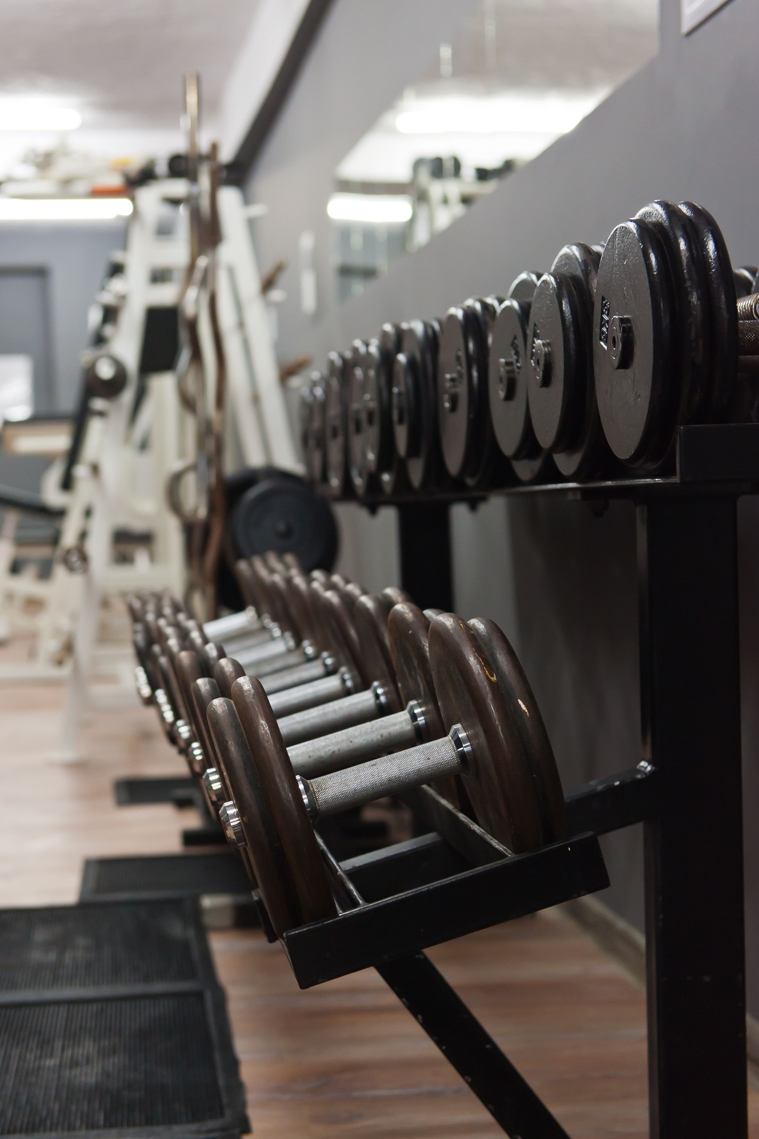 A row of dumbbells on a rack in a gym.
