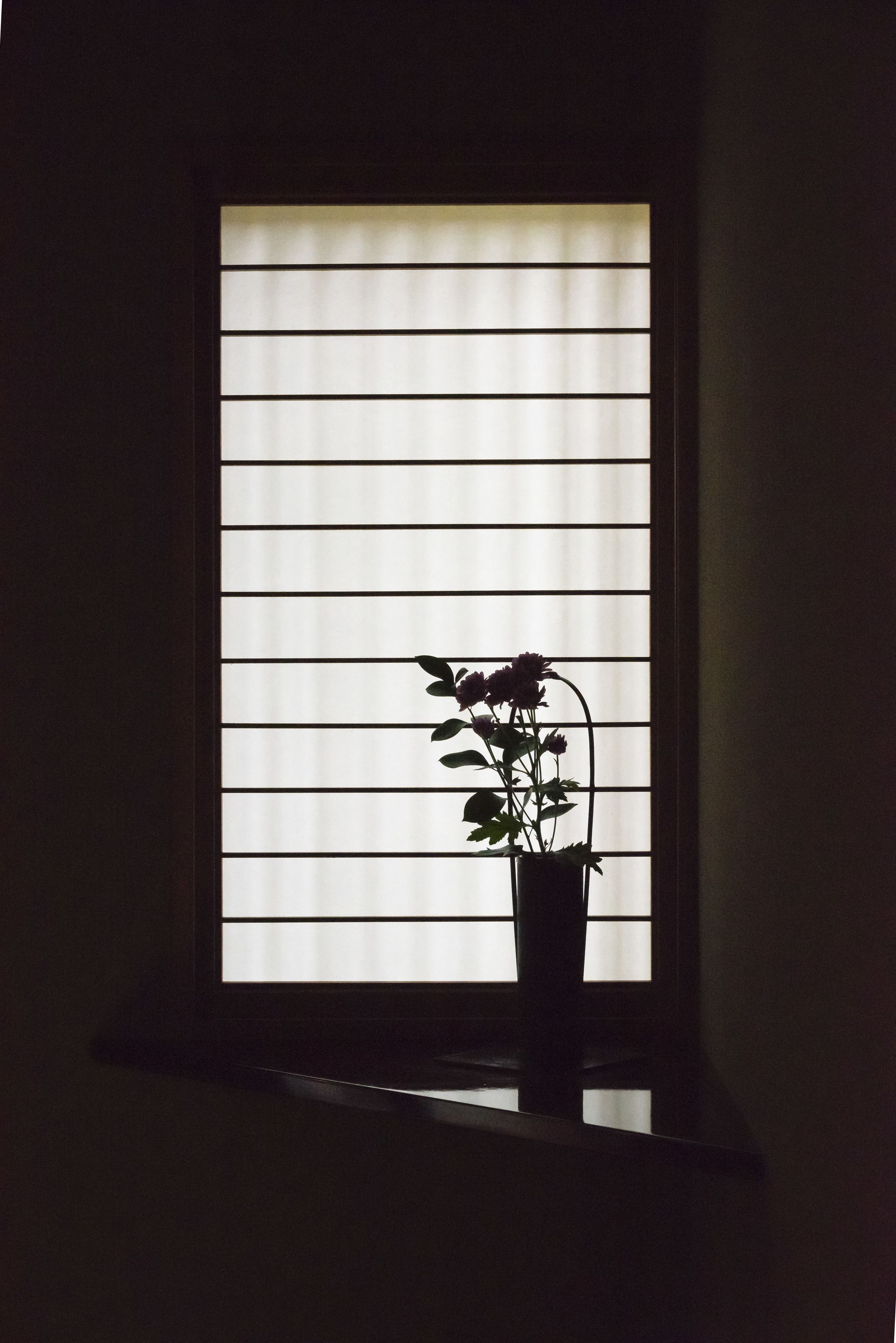 A window with horizontal blinds and a potted plant on a windowsill.