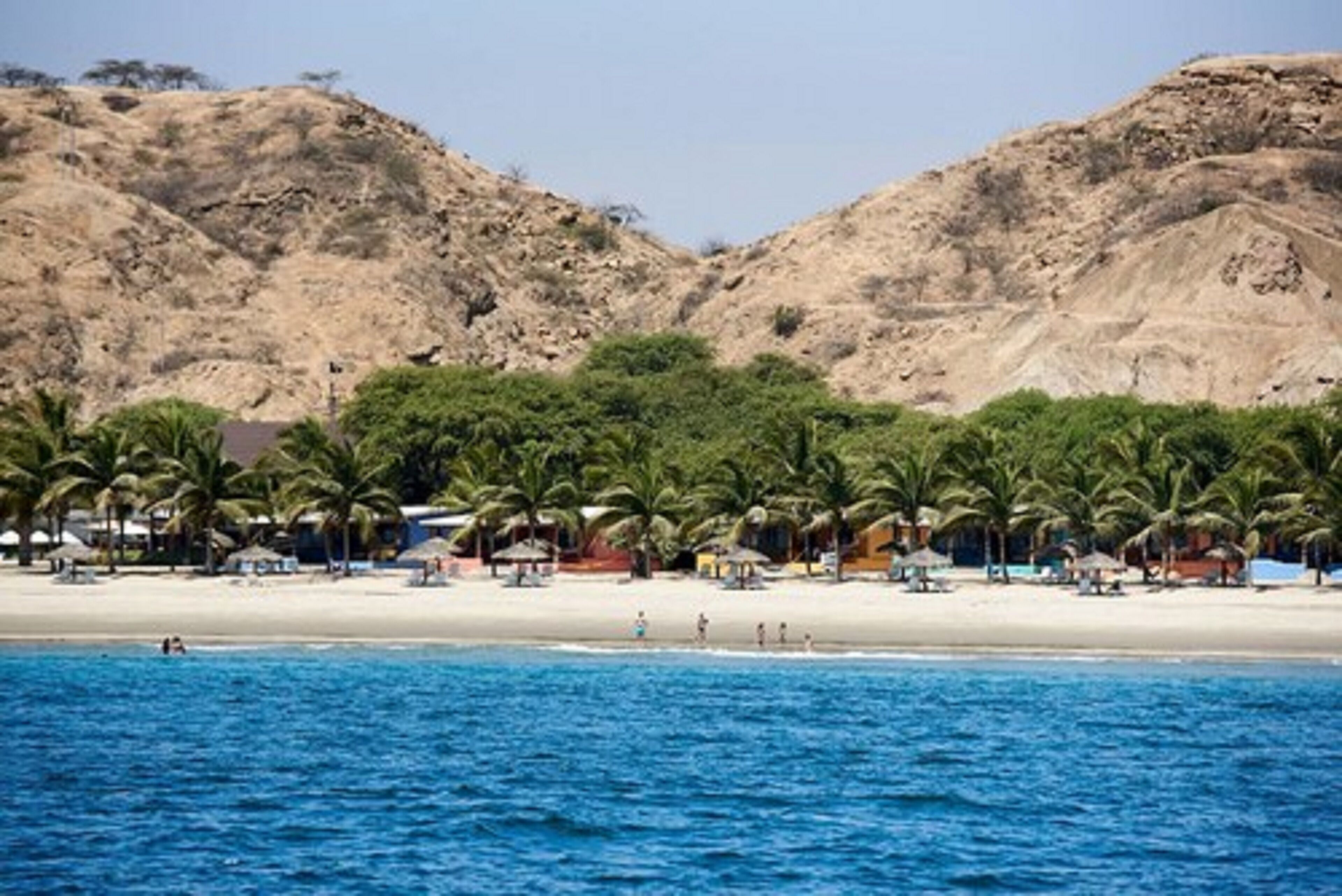 A beach with palm trees and a sandy shore.