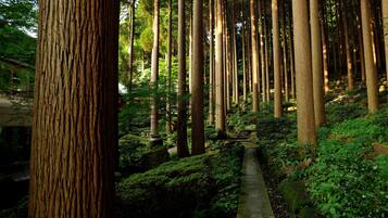 A forested area with tall trees and a stone pathway.