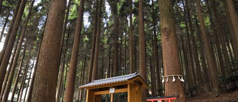 A traditional Japanese torii gate in a forested area with tall trees.