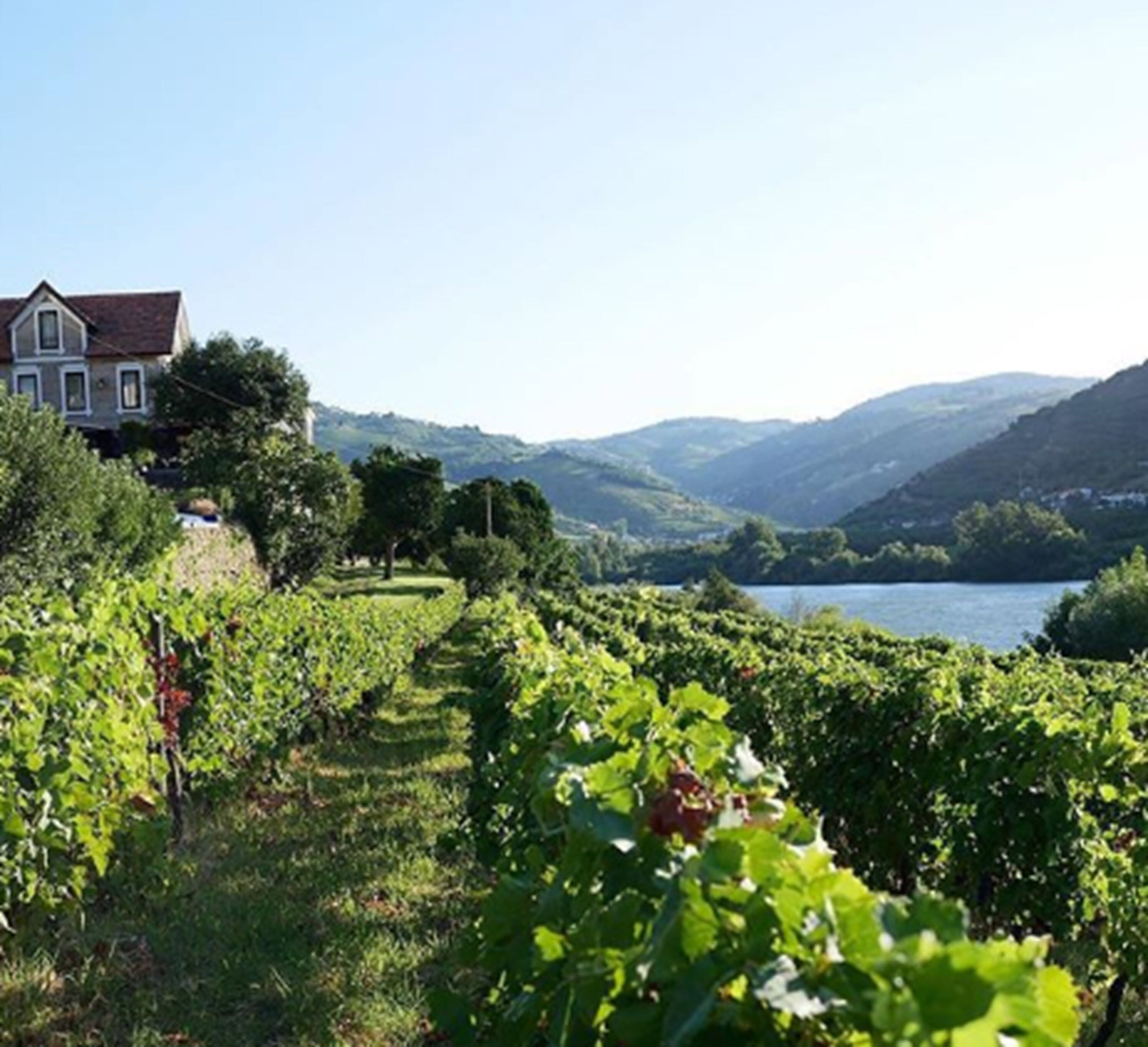 Foto - Quinta de S. Bernardo Winery & Farmhouse