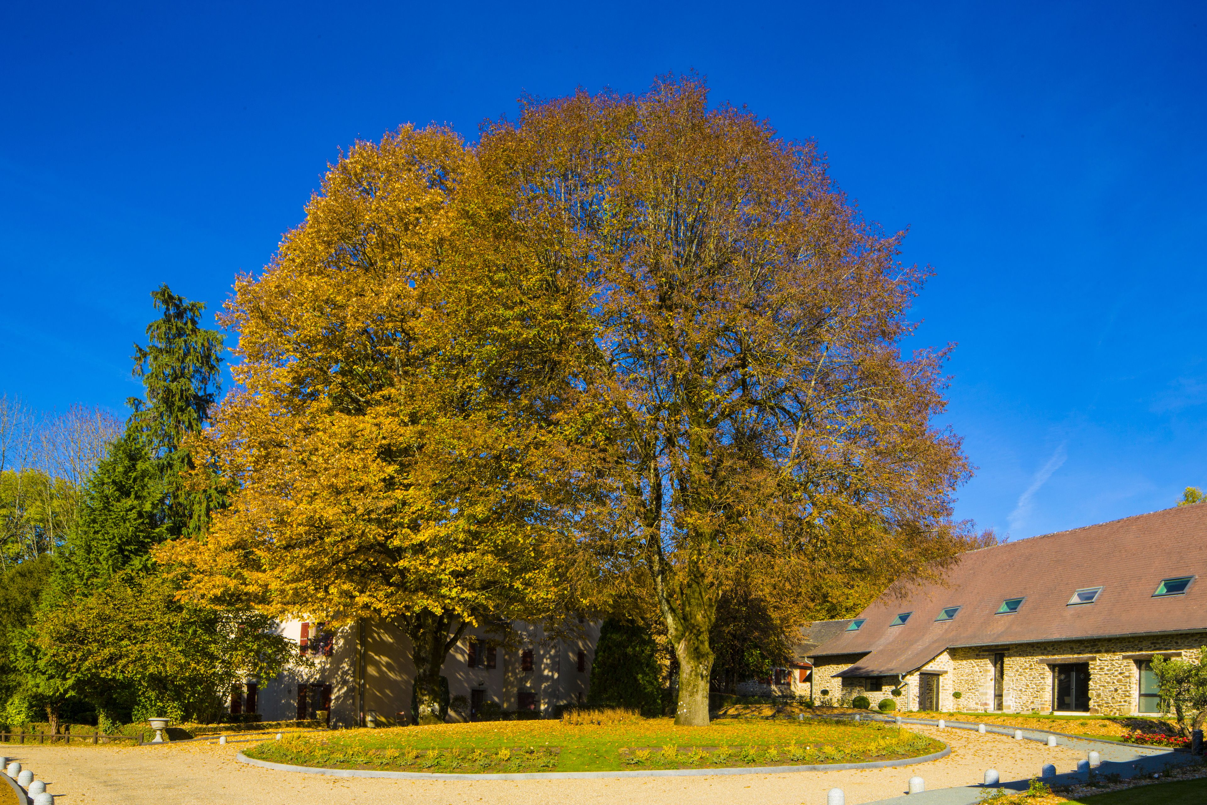 A building with a stone facade, a large tree in front, and a clear blue sky.