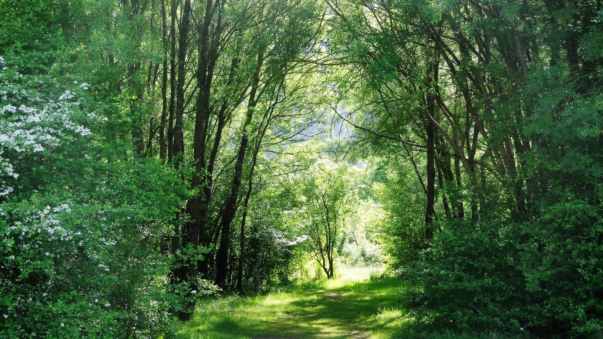 A forest path surrounded by dense green foliage.