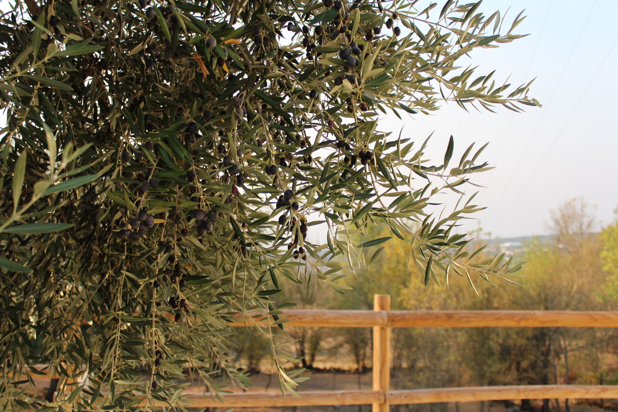 A close-up of olive branches with olives, a wooden fence, and a blurred background of trees and sky.