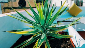 A rooftop garden with a large agave plant, a blue chair, and a yellow cushion.