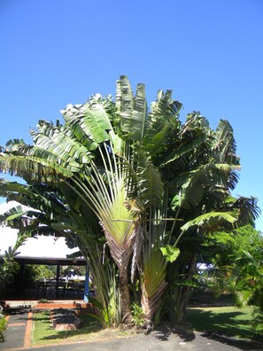 Trädgård