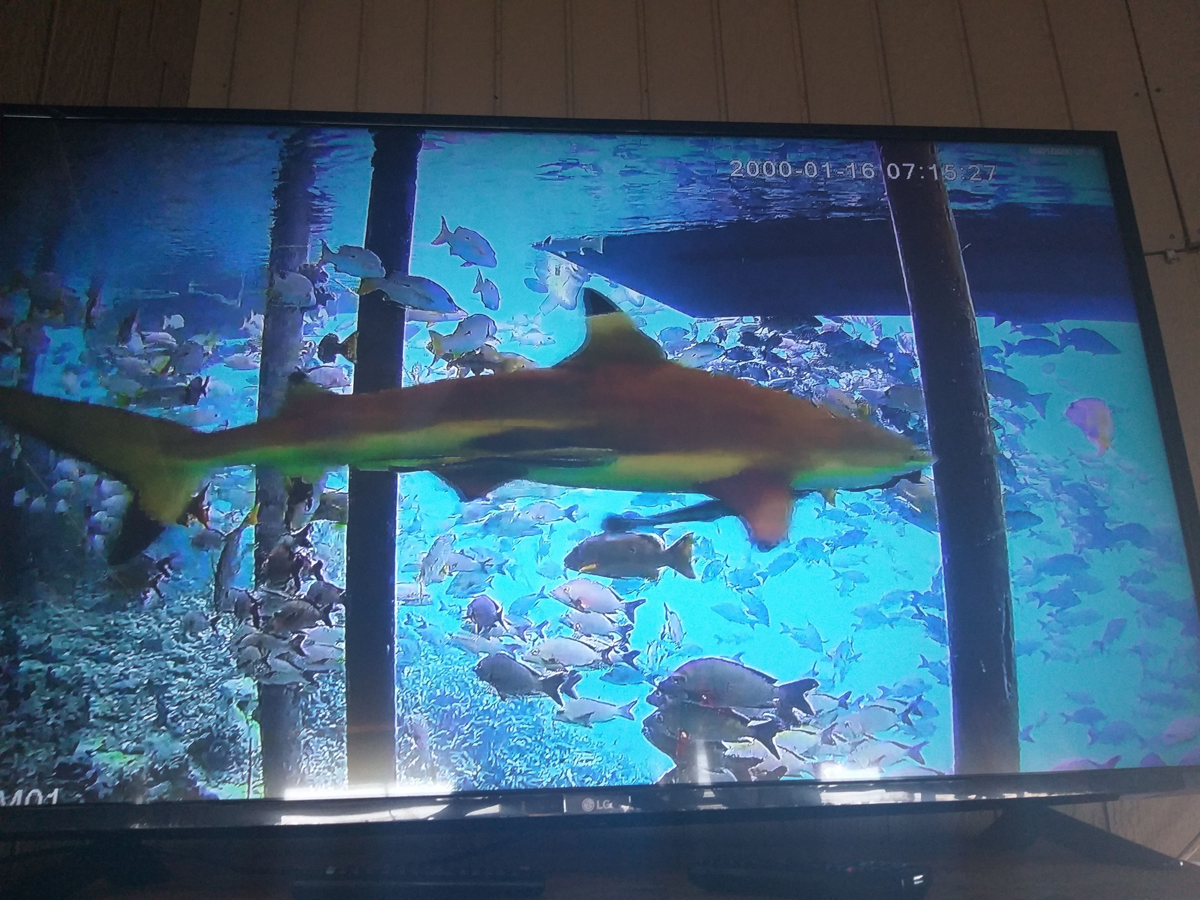 Ein Fernseher zeigt eine Unterwasserlandschaft mit verschiedenen Fischen und einem Hai.