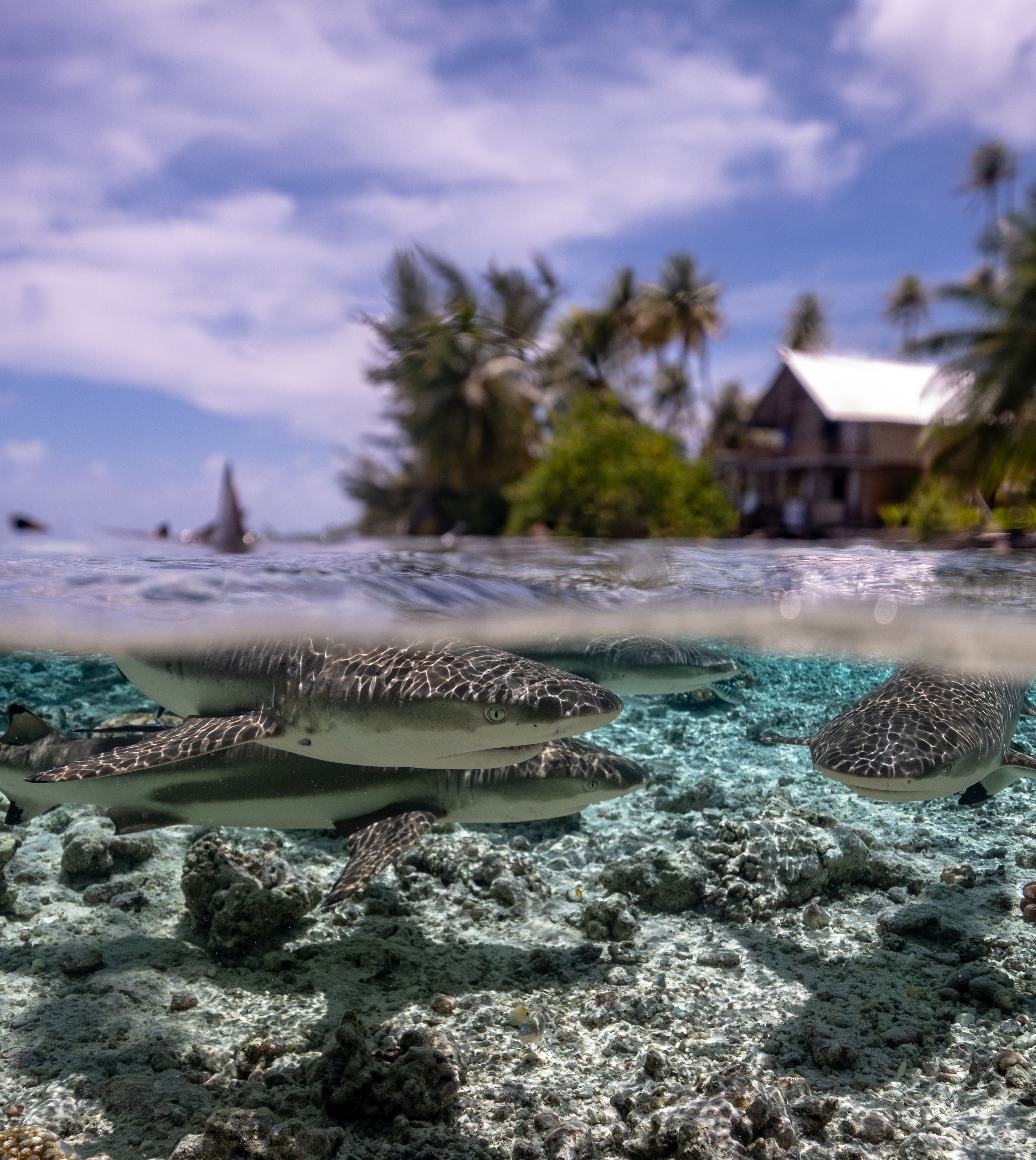 A clear view of a tropical beach with coral reefs and sharks swimming close to the surface.