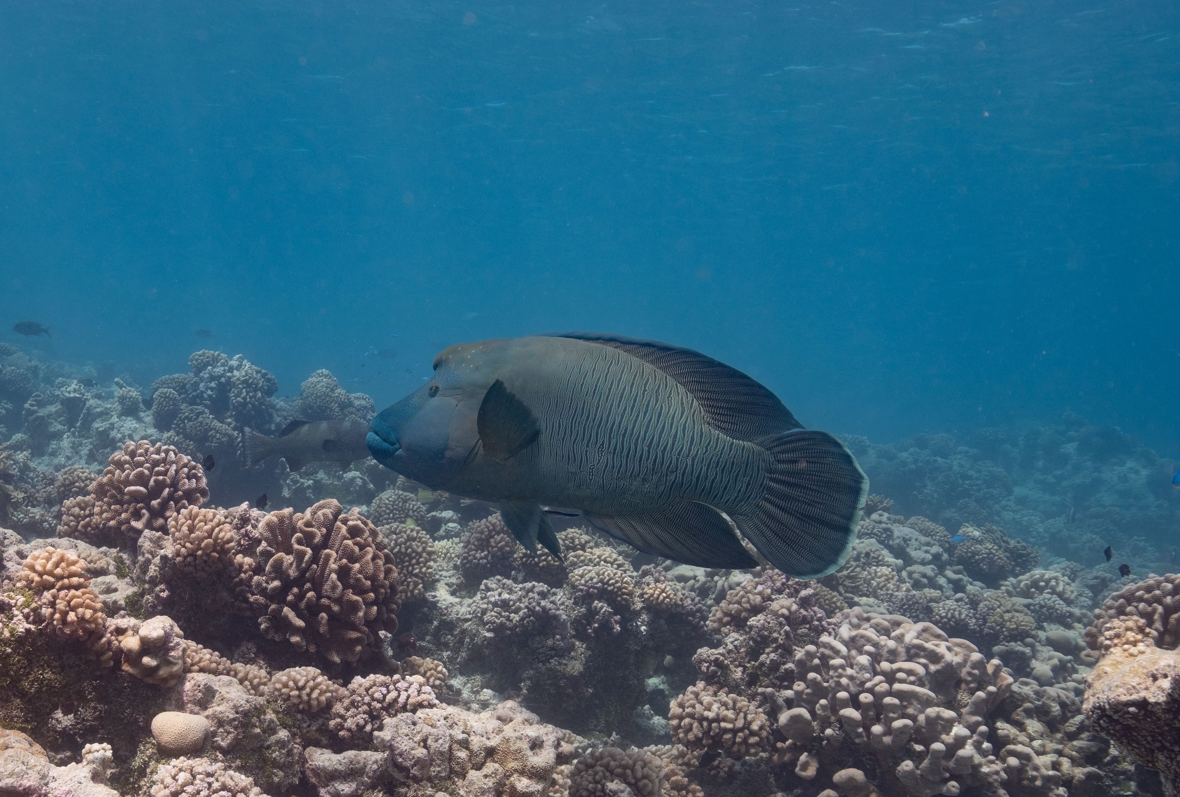 A large fish swimming near a coral reef.