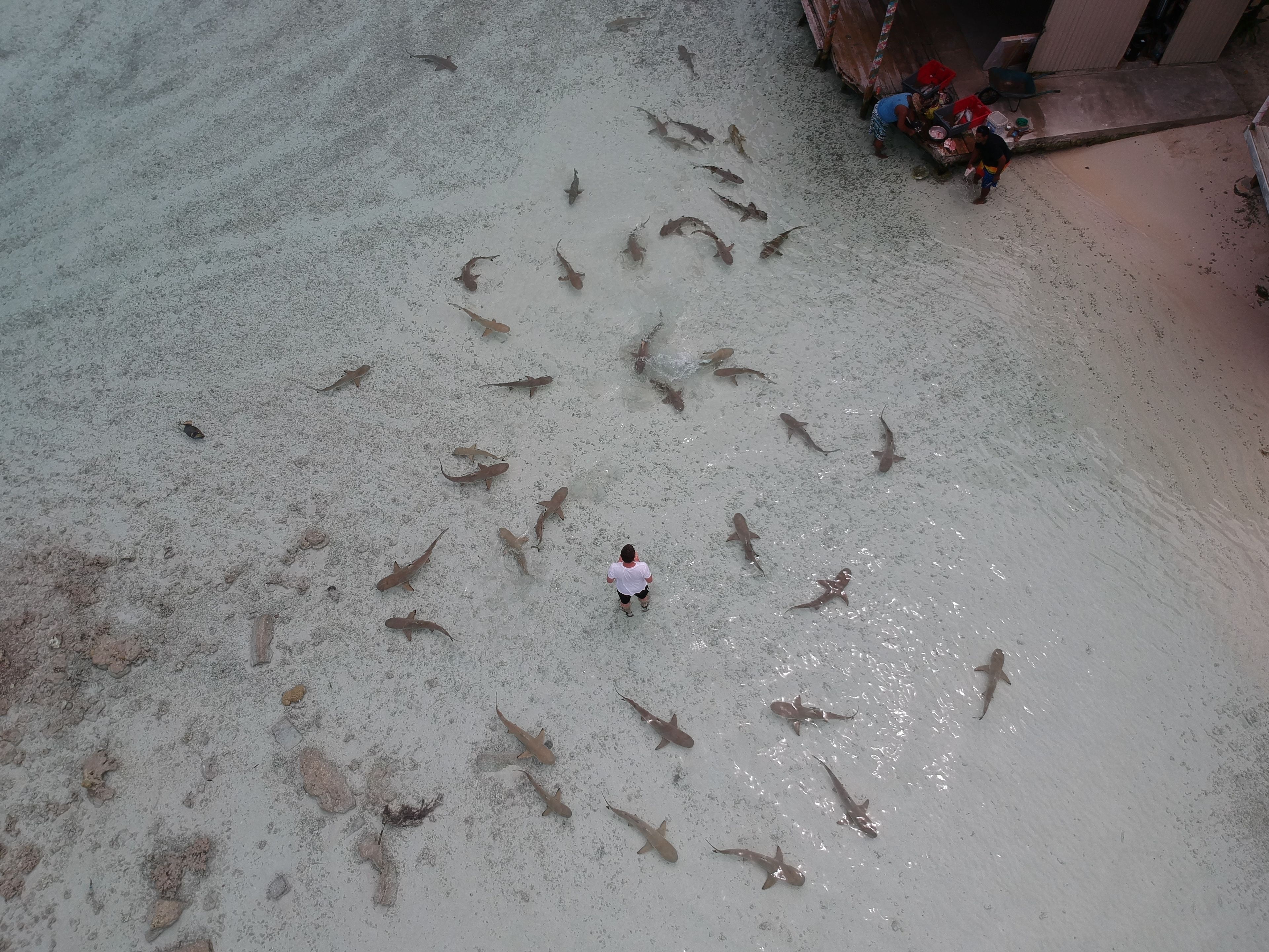 A person standing amidst a large number of sharks on a sandy surface.