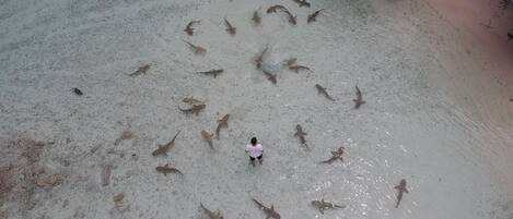 A person standing amidst a large number of sharks on a sandy surface.