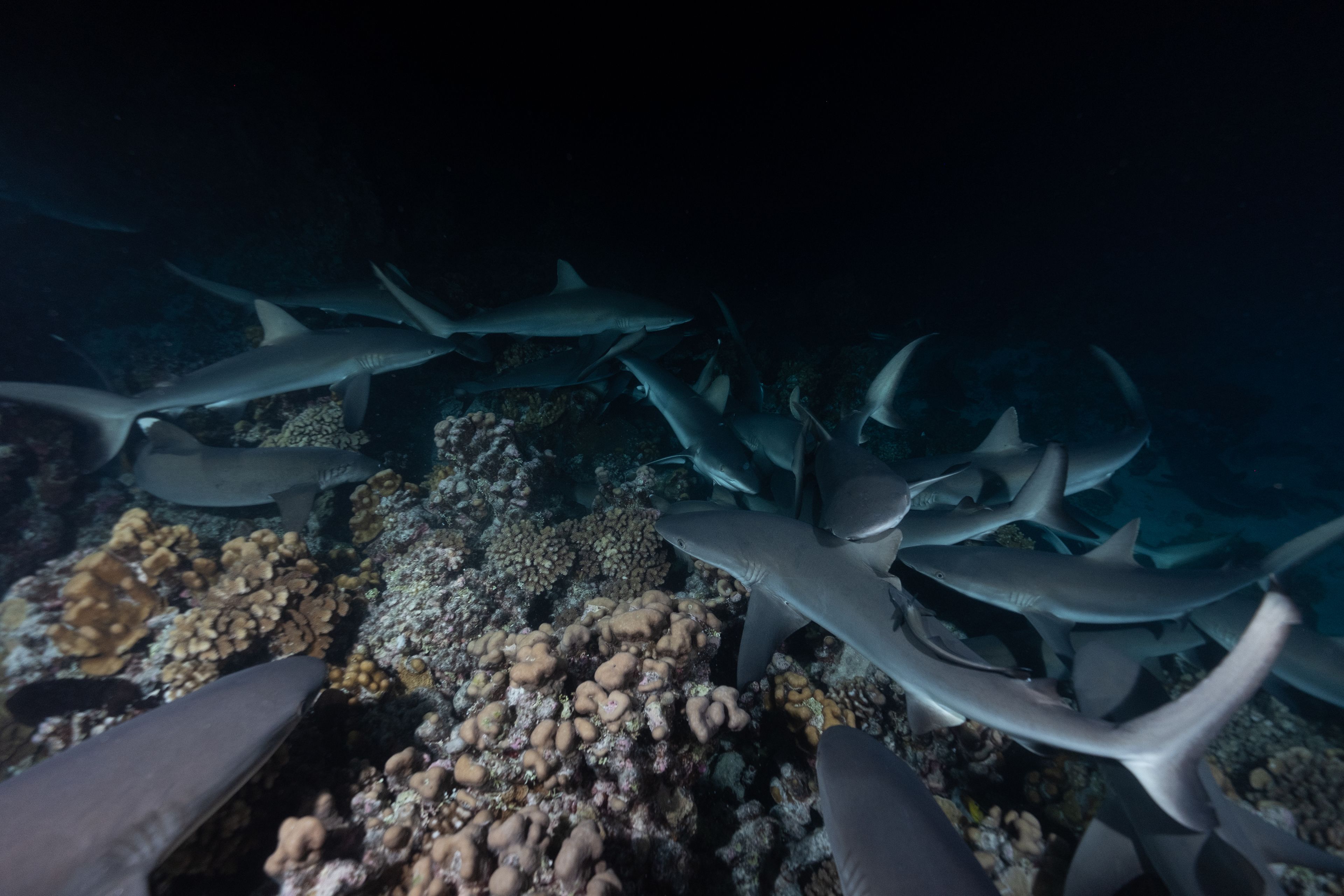 A group of sharks swimming near coral reefs.