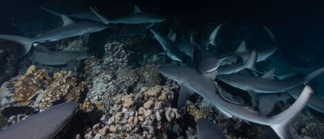 A group of sharks swimming near coral reefs.
